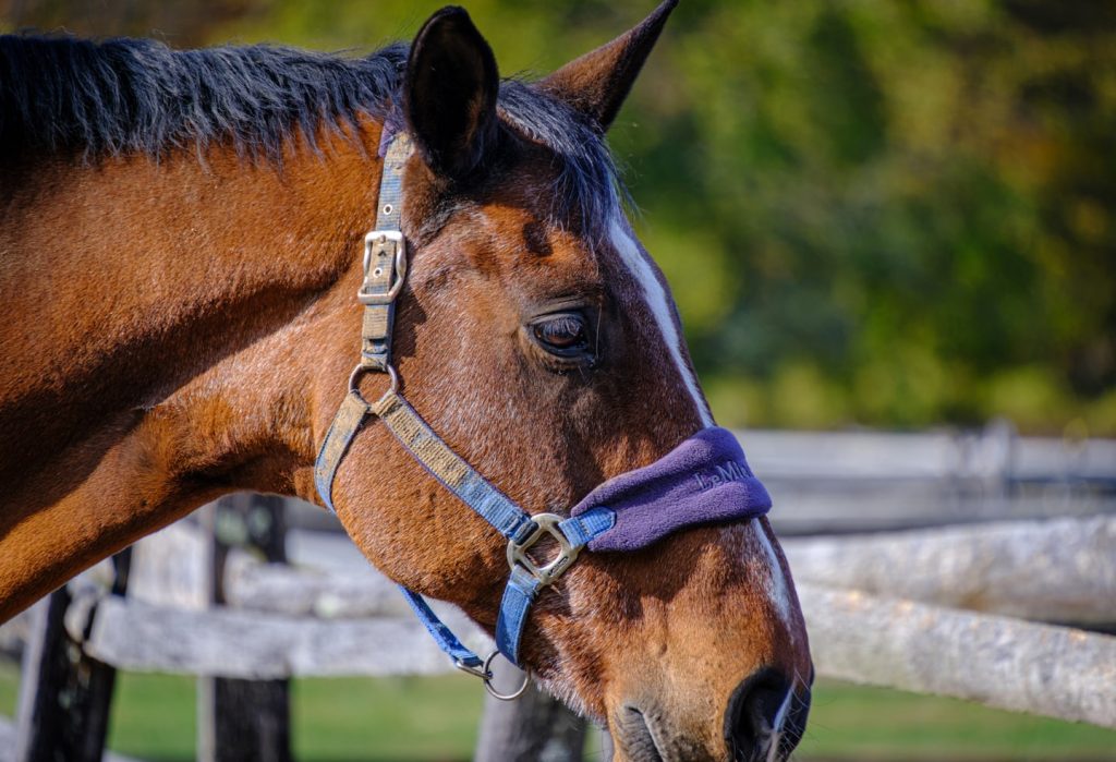 F8aa502859ad1916a4eed8c709bbb1312be43d47 1024x699