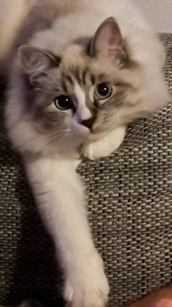 screenshot 20200502 190838 dropbox