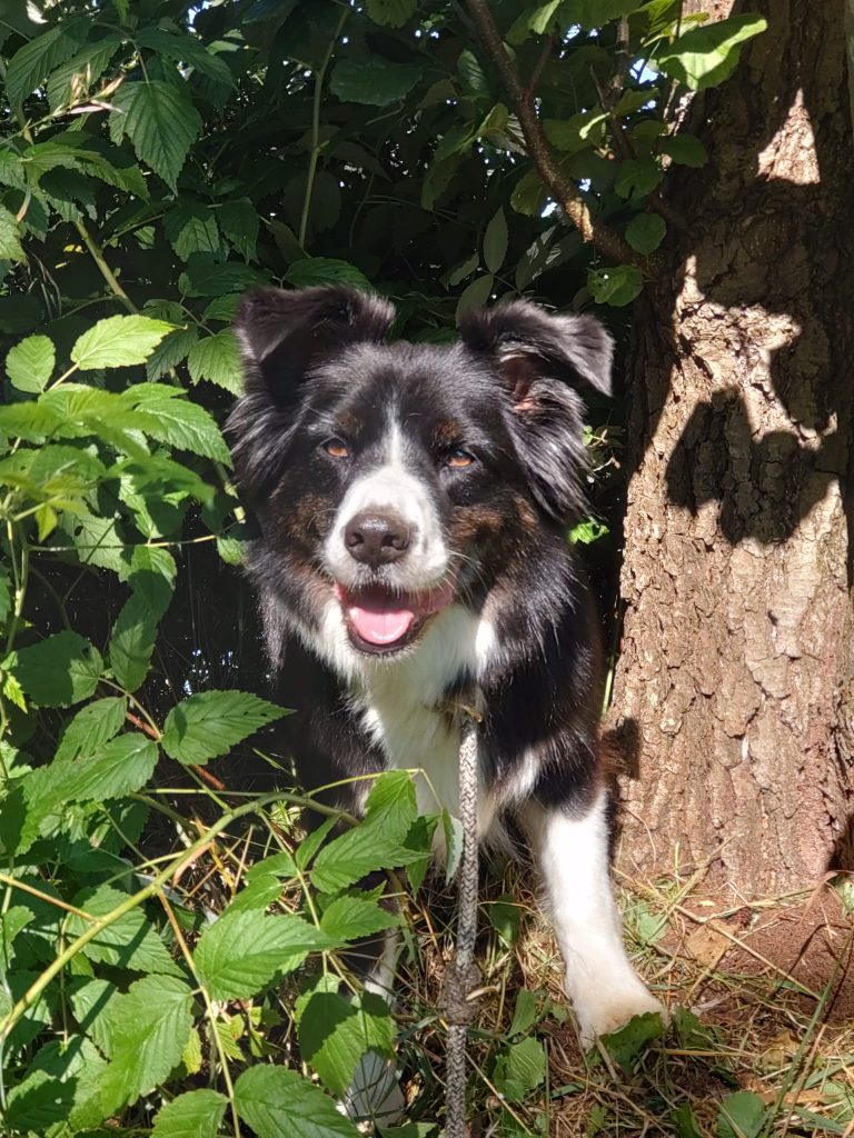 Wissen für Tierhalter whatsapp image 2026 01 05 at 09.11.33