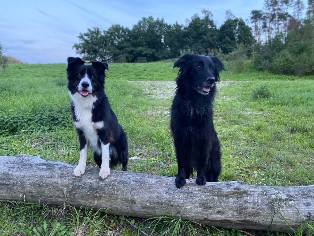 Wissen für Tierhalter whatsapp image 2026 01 05 at 09.22.17