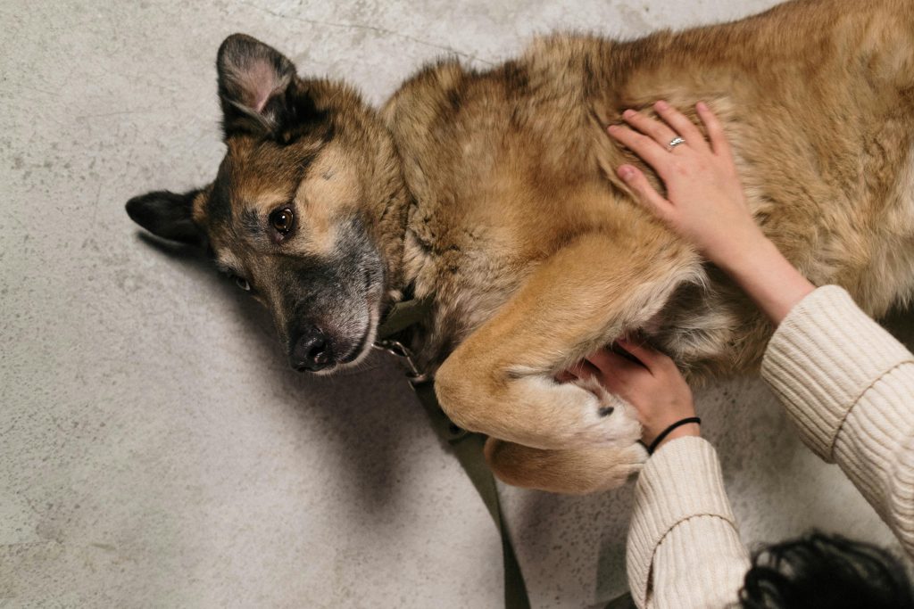 Close-up of a German Shepherd being gently petted by a person indoors, showcasing a tender human-animal bond.