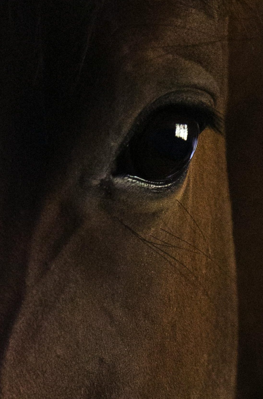 Wissen für Tierhalter Intriguing close-up portrait of a brown horse, focusing on the eye, with dramatic lighting.